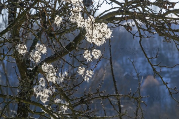 Old man's beard (Clematis vitalba) against the sunlight in winter in winter, Vápec, Horná Poruba,