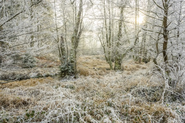 Common alder (Alnus glutinosa) growing in a valley with e litle stream in the middle, white from