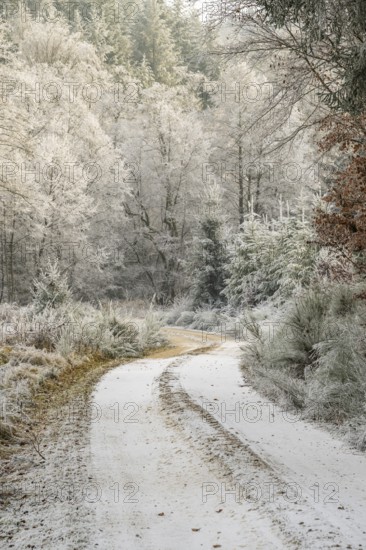 Forest road going through a beautiful landscape with forest, meadows and bushes, white from