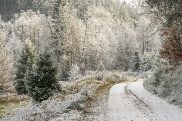 Forest road going through a beautiful landscape with forest, meadows and bushes, white from
