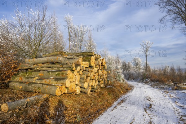 Piled up felled tree trunks beside a forest road going through a mixed forest white from roarfrost