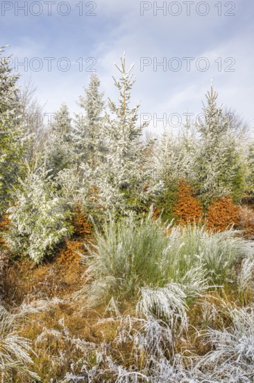Mixed forest with norway spruce (Picea abies), European beech (Fagus sylvatica) and Common broom