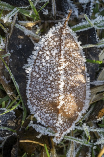 Ice crystals from roarfrost on a goat willow (Salix caprea) leaf lying on the ground in winter,