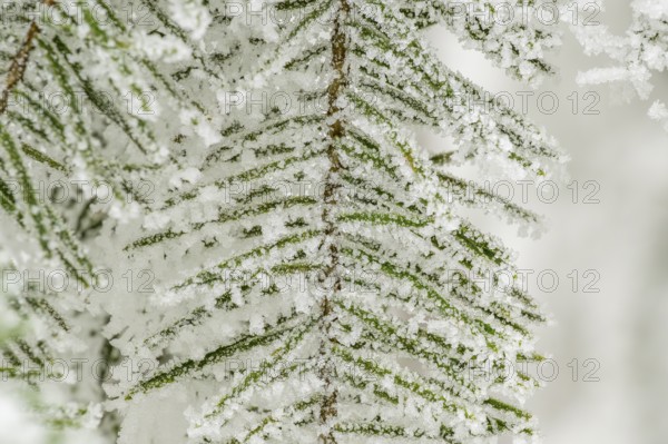 Ice crystals from roarfrost on European silver fir (Abies alba) needles at sunshine in winter,