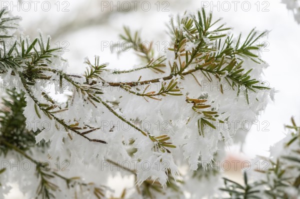 Ice crystals from roarfrost on common yew (Taxus baccata) needles at sunshine in winter, Bavaria,