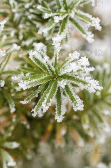 Ice crystals from roarfrost on common yew (Taxus baccata) needles at sunshine in winter, Bavaria,