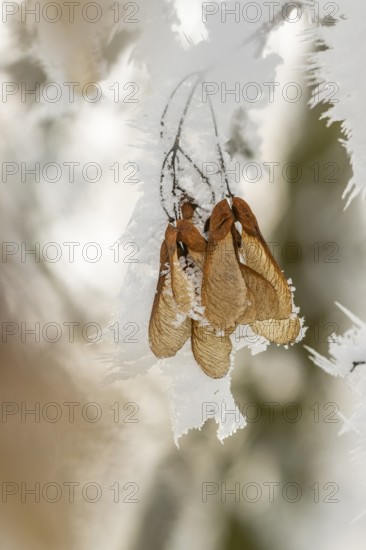 Ice crystals from roarfrost on Amur maple (Acer tataricum subsp. ginnala) seeds at sunshine in
