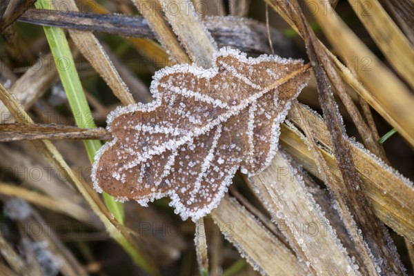 Ice crystals from roarfrost on a pedunculate oak (Quercus robur) leaf lying on the ground in
