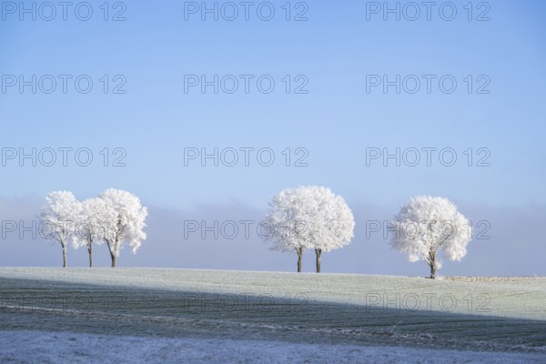 Silver lime trees (Tilia tomentosa) with hoarfrost on the branches standing on a meadow on a sunny