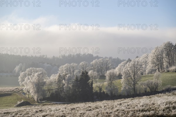Landscape of trees, bushes and meadows with hoarfrost on the branches in front of blue sky at