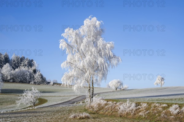 Silver birch (Betula pendula) standing on a meadow with hoarfrost on the branches in front of blue