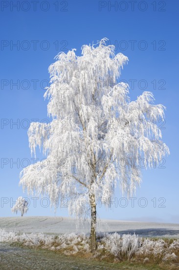 Silver birch (Betula pendula) standing on a meadow with hoarfrost on the branches in front of blue