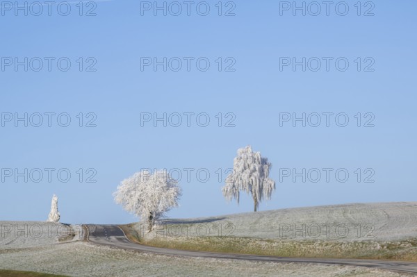 A street going through a landscape of trees, bushes and meadows with hoarfrost on the branches in