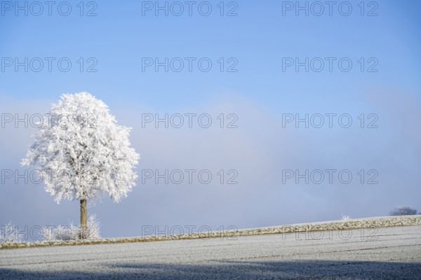 Silver lime tree (Tilia tomentosa) with hoarfrost on the branches standing on a meadow on a sunny