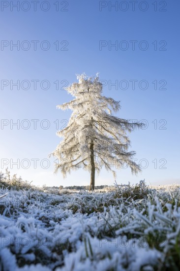 European larch (Larix decidua) with hoarfrost on the branches standing on a meadow on a sunny day