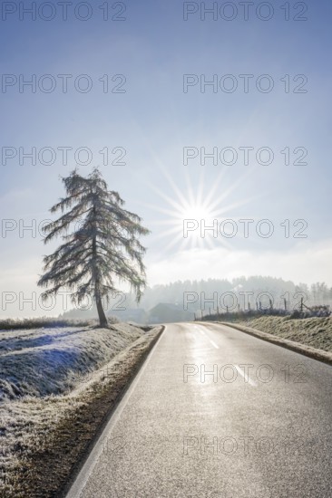 European larch (Larix decidua) standing beside a road with hoarfrost on the branches at sunshine in