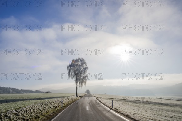 Silver birch (Betula pendula) standing beside a road with hoarfrost on the branches at sunshine in