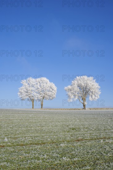 Silver lime trees (Tilia tomentosa) with hoarfrost on the branches standing on a meadow on a sunny