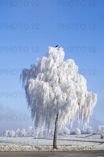 Carrion crow (Corvus corone) sitting on a Silver birch (Betula pendula) standing on a meadow with