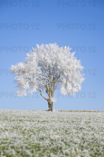 Silver lime tree (Tilia tomentosa) with hoarfrost on the branches standing on a meadow on a sunny