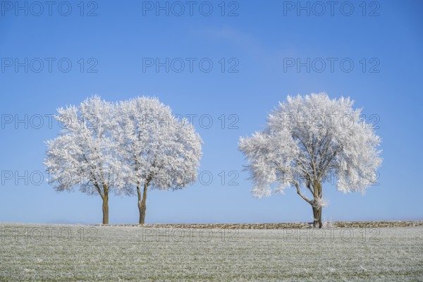 Silver lime trees (Tilia tomentosa) with hoarfrost on the branches standing on a meadow on a sunny