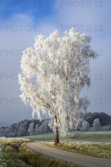 Silver birch (Betula pendula) standing beside a road with hoarfrost on the branches at sunshine in