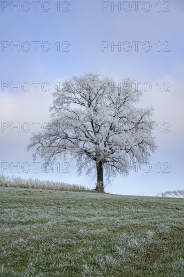 English oak (Quercus robur) tree with hoarfrost on the branches on a meadow in winter, Bavaria,
