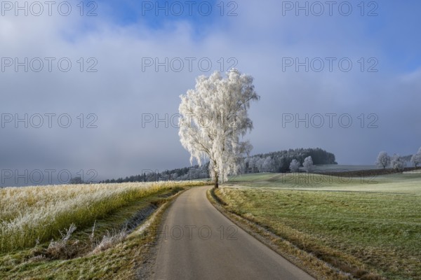 Silver birch (Betula pendula) standing beside a road with hoarfrost on the branches at sunshine in