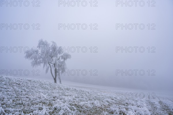 Silver birch (Betula pendula) with a raised hide in a meadow with hoarfrost on the branches in