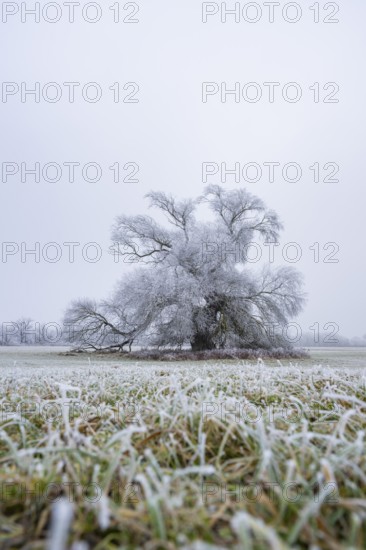 Eastern crack-willow (Salix euxina) standing on a meadow with hoarfrost on the branches in winter,