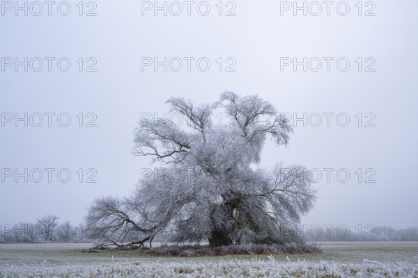 Eastern crack-willow (Salix euxina) standing on a meadow with hoarfrost on the branches in winter,
