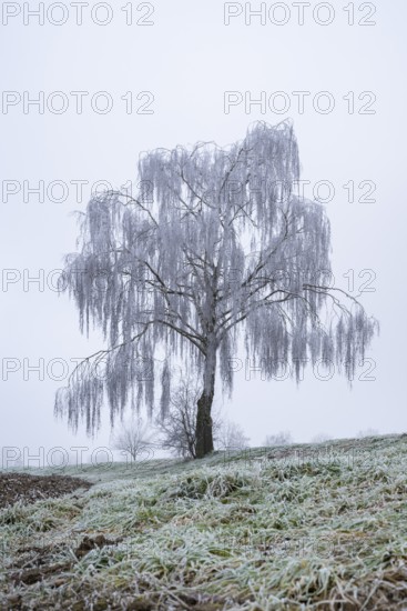 Silver birch (Betula pendula) standing on a meadow with hoarfrost on the branches in winter,