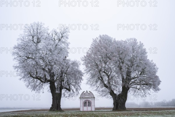 Two silver lime trees (Tilia tomentosa) standing in a meadow with a small chapel in the middle with