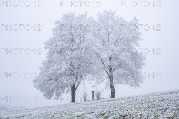 Two silver lime trees (Tilia tomentosa) standing in a meadow with a crucifix in the middle with