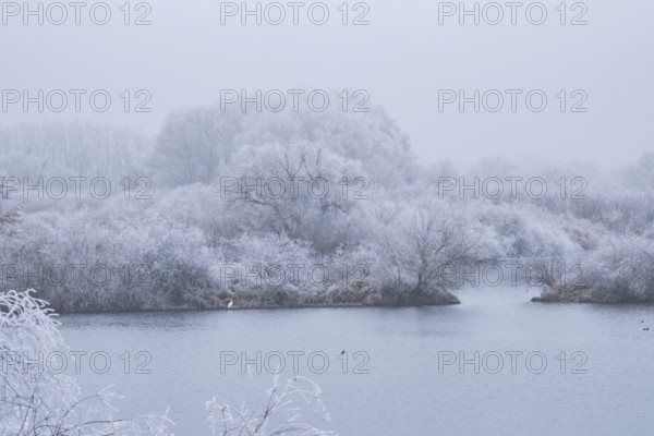 Great egret (Ardea alba) hunting in front of bushes growing beside danubia river with hoarfrost on