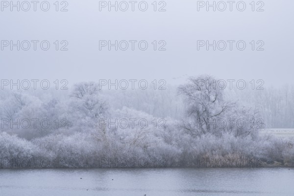 Bushes growing beside danubia river with hoarfrost on the branches in winter, Bavaria, Germany