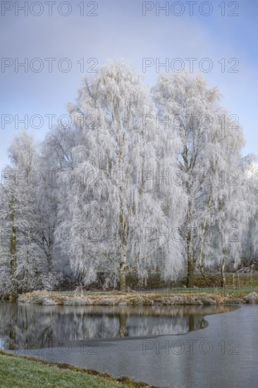 Silver birch (Betula pendula) standing behind a little pond with hoarfrost on the branches at