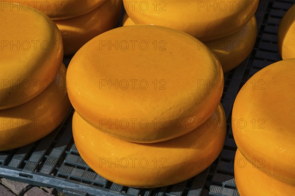 Close-up of shiny yellow cheese wheels stacked in the sun, Cheese, Cheese market, Alkmaar, Alkmar,