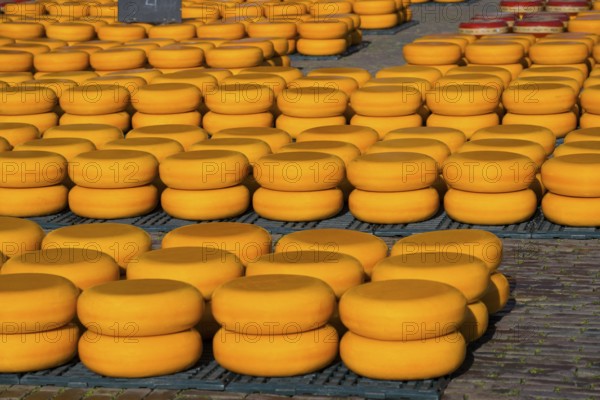 Pile of orange cheese wheels on the ground outside, cheese, cheese market, Alkmaar, Alkmar,