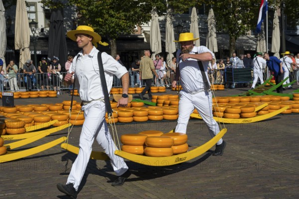 Porters in white uniforms and straw hats transporting Gouda at a traditional cheese market, cheese