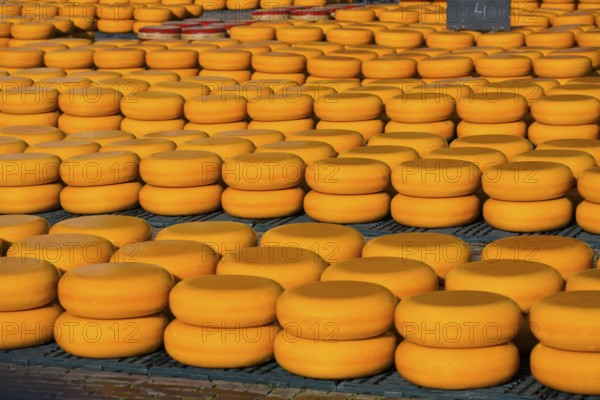 Many cheese wheels stored in stacks in an outdoor area, cheese, cheese market, Alkmaar, Alkmar,
