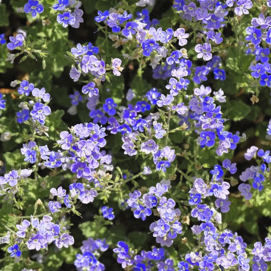 Gamander Ehrenpreis (Veronica chamaedrys), Männertreu, Blüten in einem Laubwald, blaue Blüte,