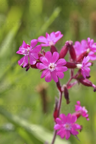 Rote Lichtnelke (Silene dioica), Nahaufnahme einer Blüte auf einer Wiese, Wilnsdorf,