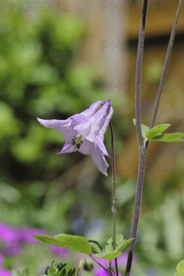 Gewöhnliche Akelei (Aquilegia vulgaris), rosa Blüte am Waldrand, im Frühling, Wilnsdorf,
