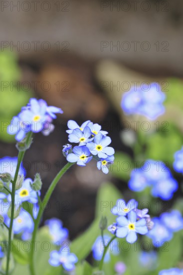 Sumpfvergissmeinnicht (Myosotis palustris), Echtes Vergissmeinnicht in Blüte im Frühjahr,