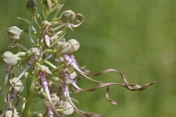 Bocks-Riemenzunge (Himantoglossum hircinum), Blütenstand mit geöffneten weiss-violetten Blüten,