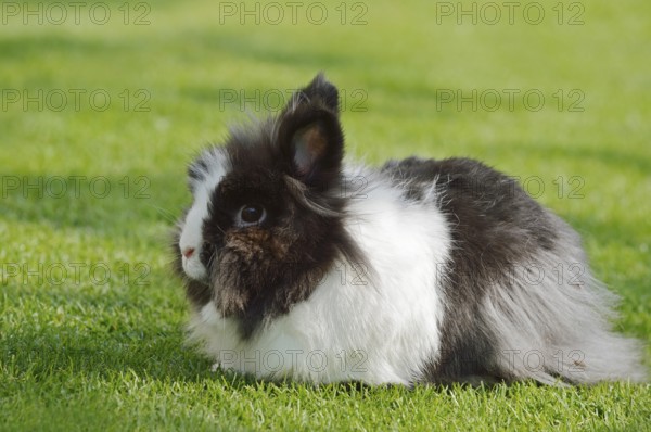 Lionhead rabbit (Oryctolagus cuniculus forma domestica) in a meadow, North Rhine-Westphalia,