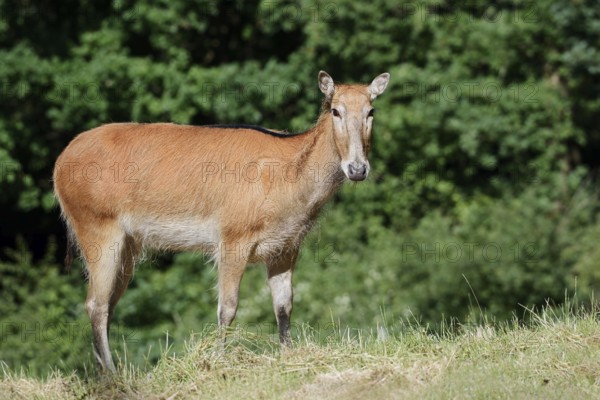 David's deer or milu (Elaphurus davidianus), female, originally native to eastern Asia, extinct in