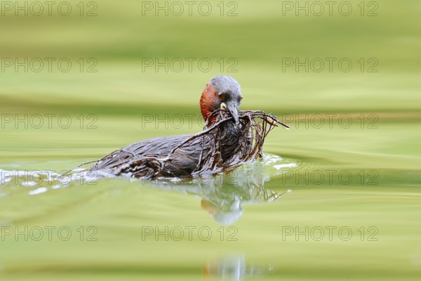 Little grebe (Tachybaptus ruficollis) swimming with nesting material in its beak, North