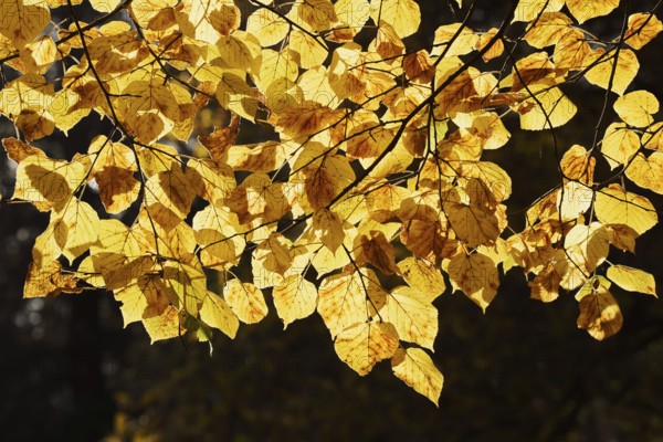 Summer lime (Tilia platyphyllos), leaves in autumn, North Rhine-Westphalia, Germany